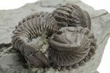 Three Enrolled Flexicalymene Trilobite Fossils - Mt Orab, Ohio #224901-3